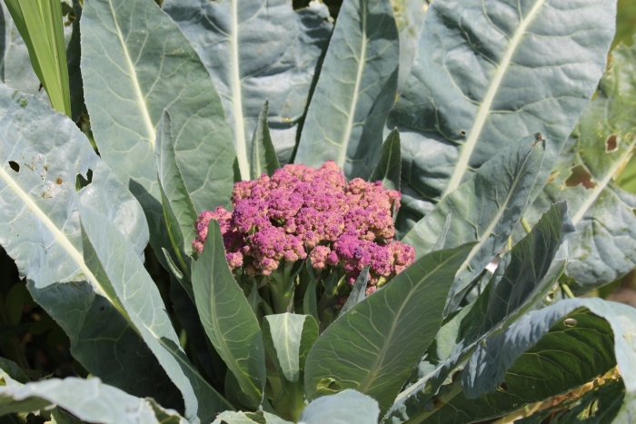 Капуста цветок