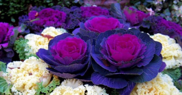 Капуста декоративная крейн биколор