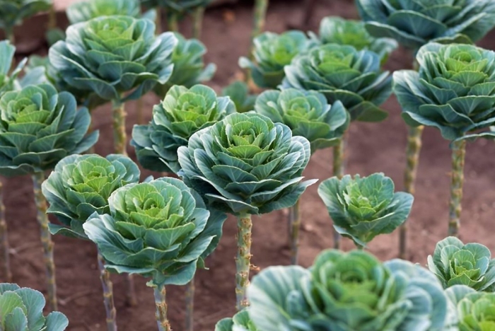 Цветок похожий на капусту