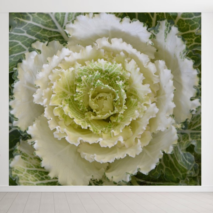 Капуста декоративная санрайз