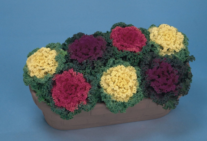 Капуста декоративная (brassica oleracea) nagoya mix