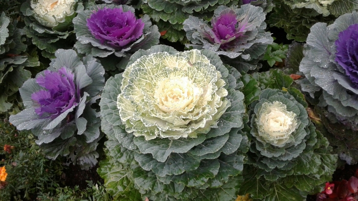 Капуста декоративная нагойя микс