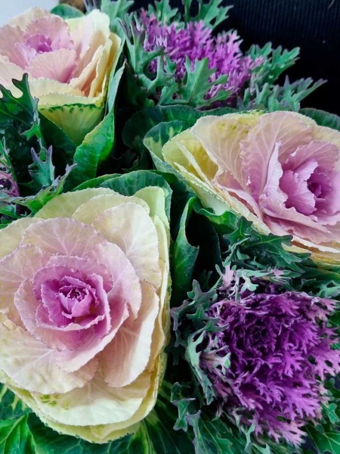 Брассика цветок