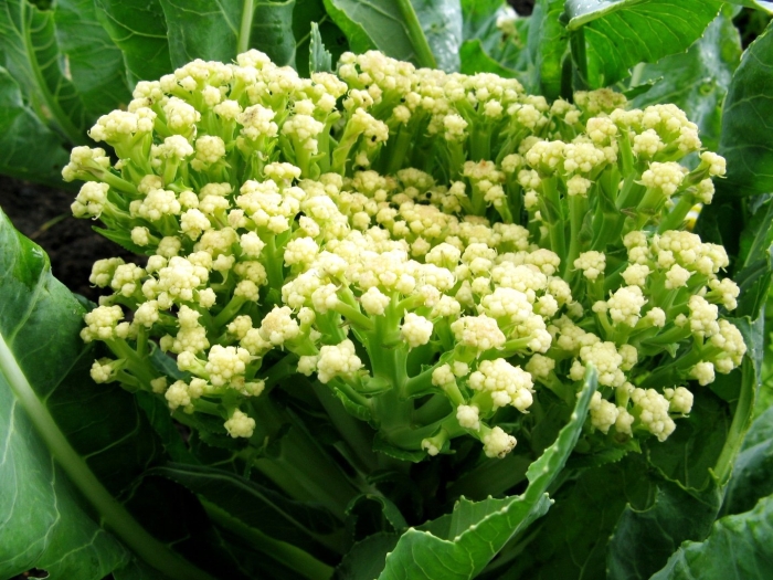 Капуста цветная амидала