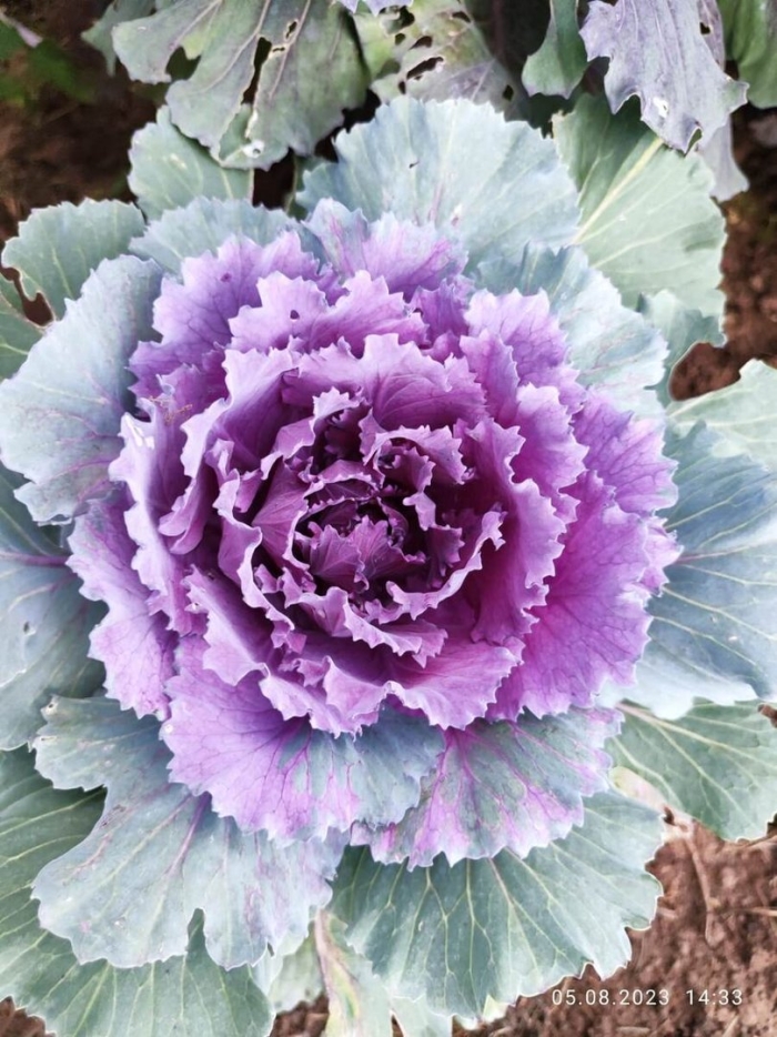 Декоративная капуста