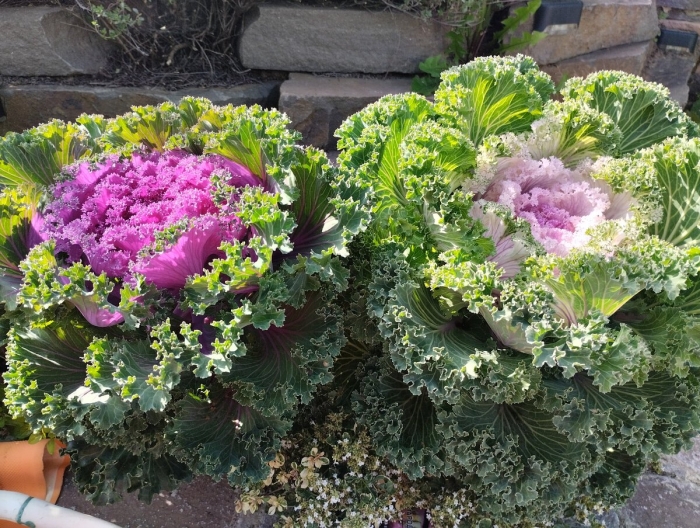 Декоративная капуста