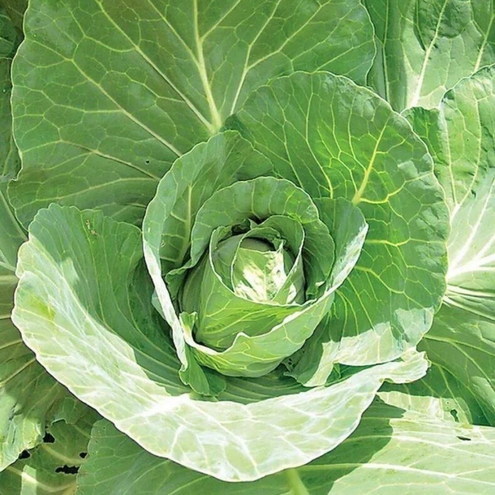 Капуста белокочанная