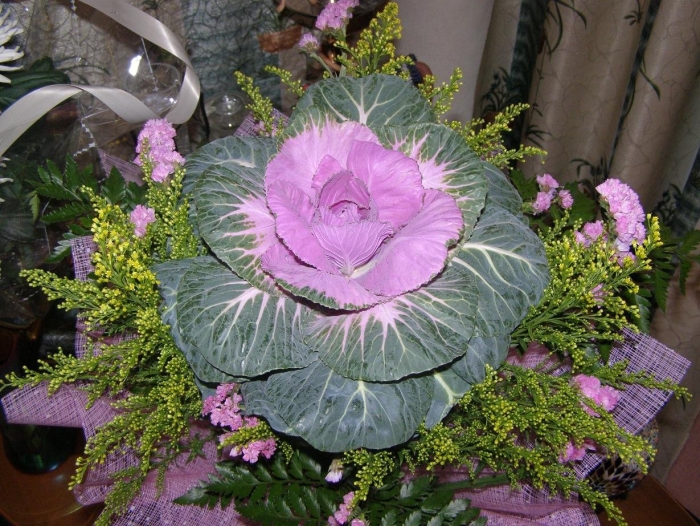 Капуста красивая