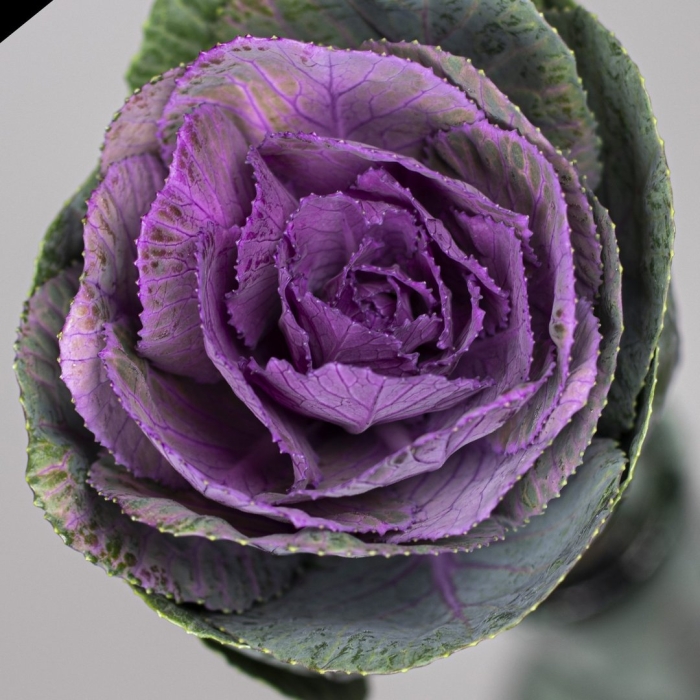 Капуста декоративная кондор