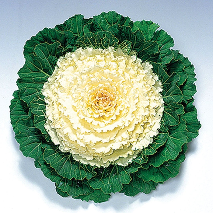 Капуста декоративная brassica oleracea var acephala