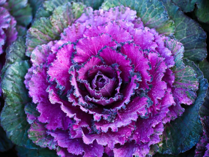 Капуста декоративная brassica oleracea var acephala