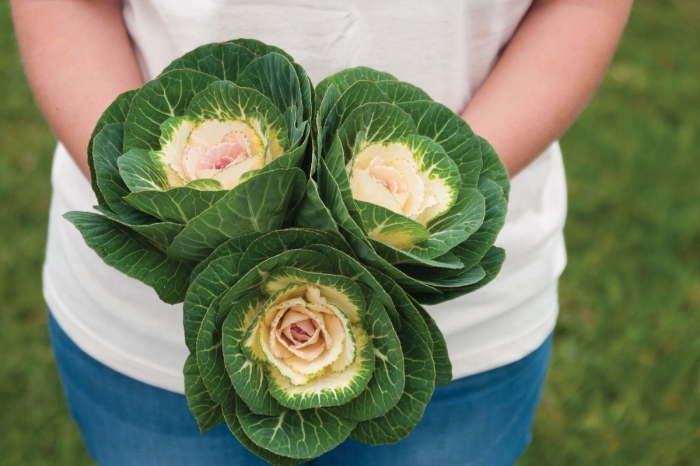 Капуста декоративная крейн вайт