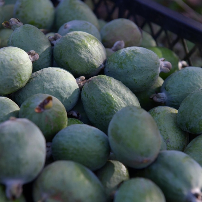 Фейхоа абхазия