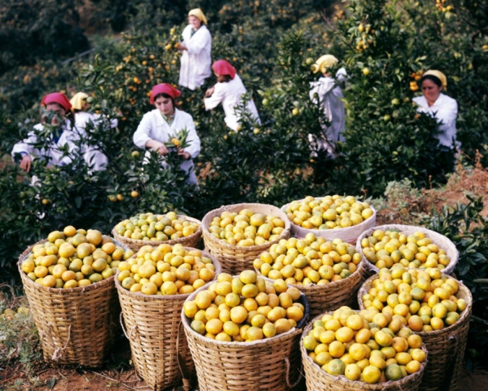 Хозяйство азербайджана
