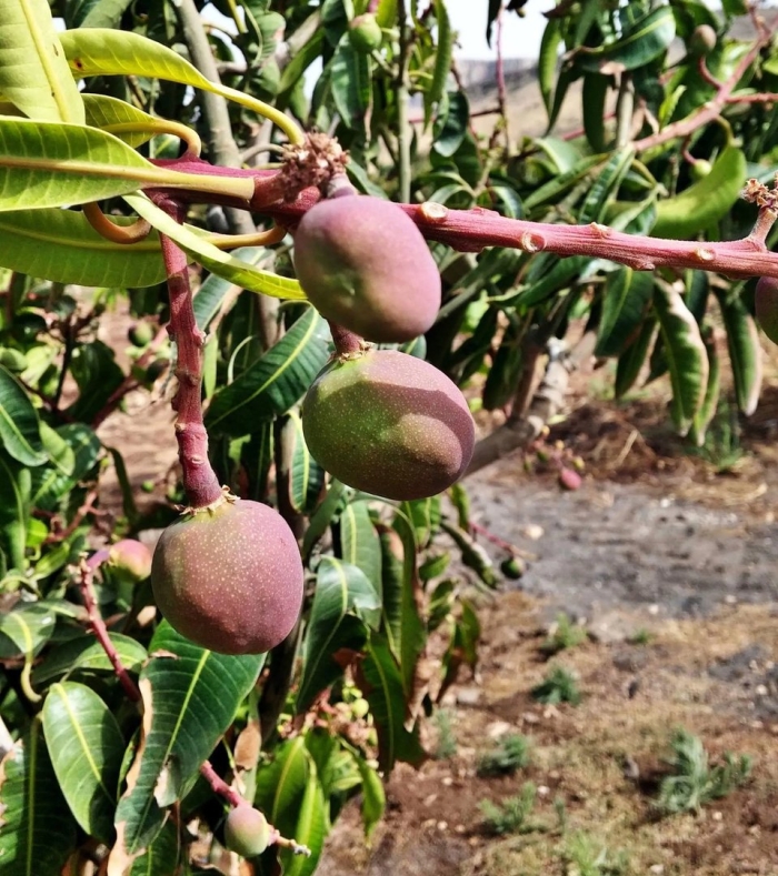Египетское манго дерево