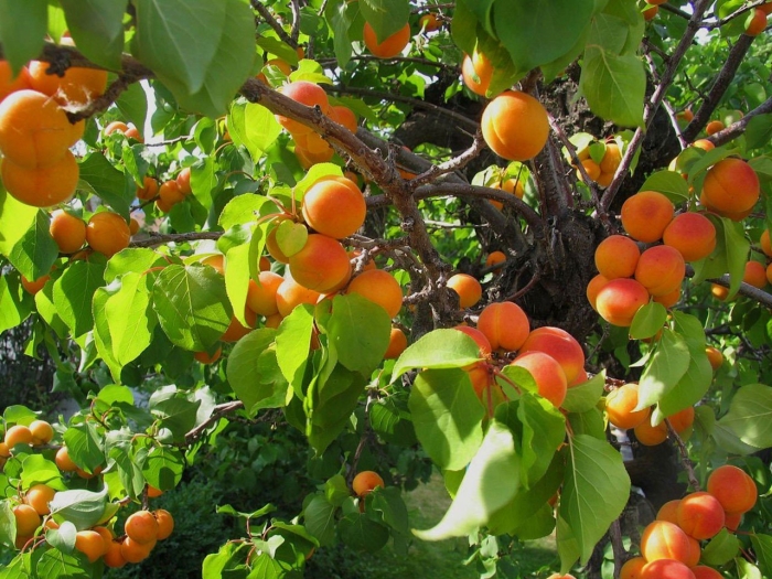 Абрикос краснощекий дерево