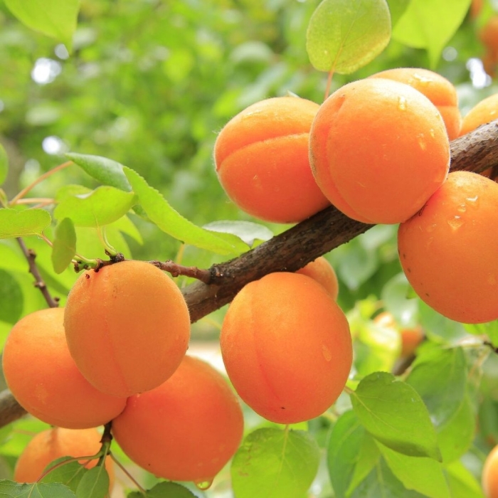 Абрикос маньчжурский
