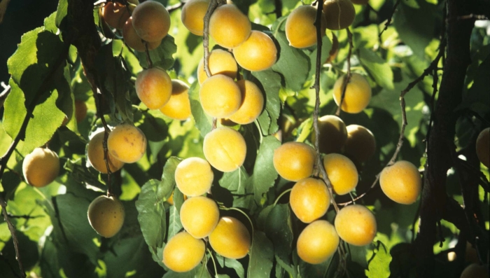 Абрикос сорт шалах