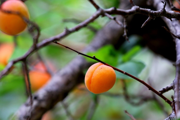 Абрикос маньчжурский armeniaca mandshurica