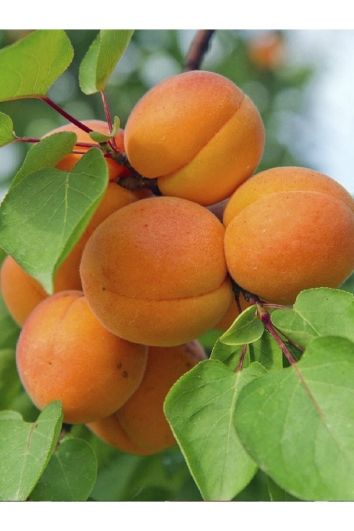 Саженцы абрикос триумф северный