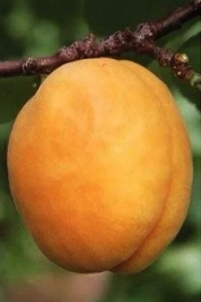 Абрикос обыкновенный