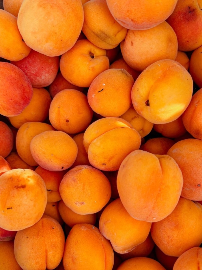 Абрикос персиковый