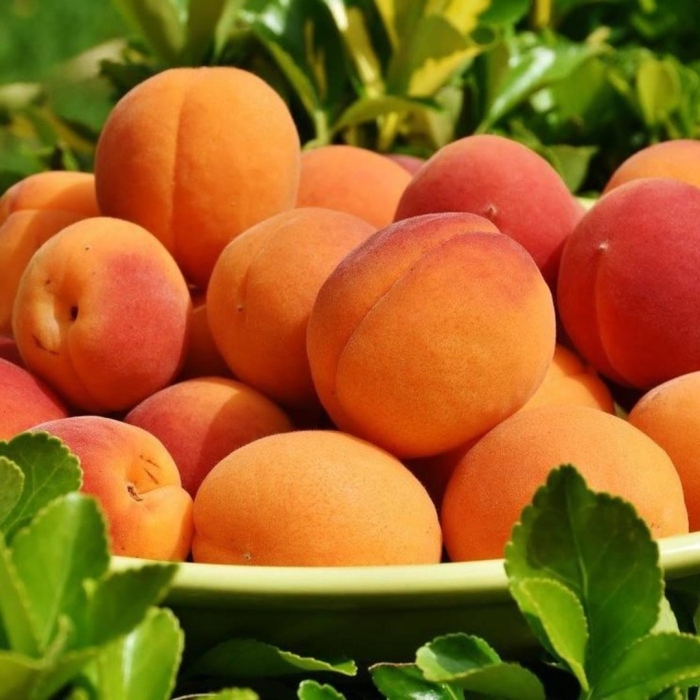 Абрикос персик