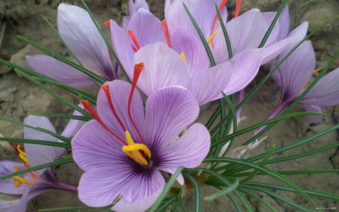 Saffron crocus
