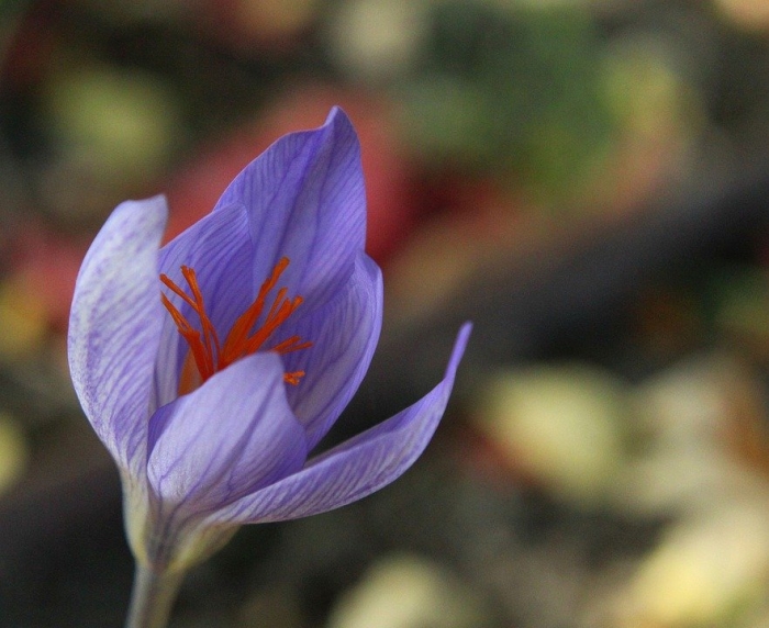 Бутон шафрана