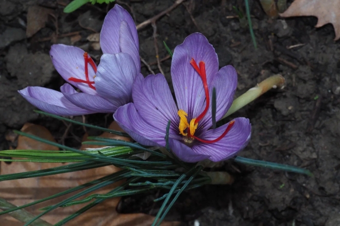 Sativus saffron крокус