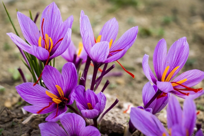 Крокус шафран цветок