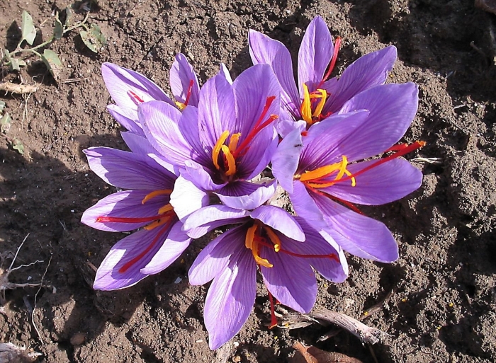 Saffron crocus