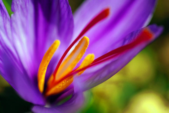 Saffron crocus