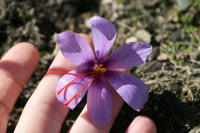 Шафран посевной