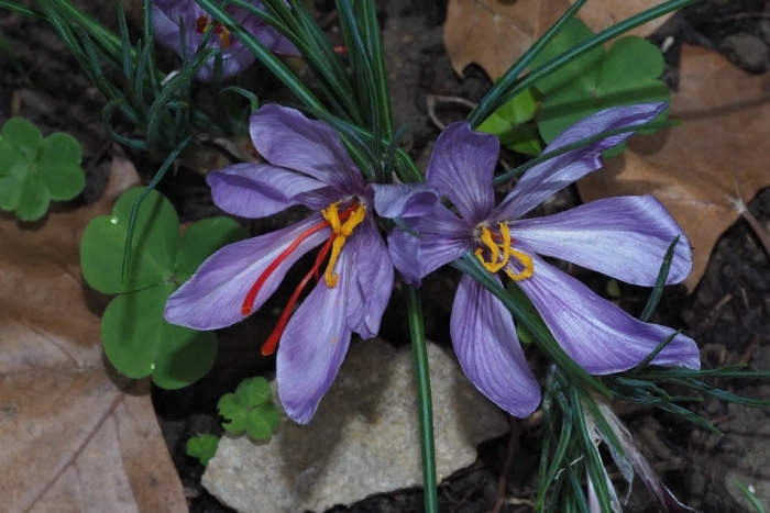 Крокус сативус шафран