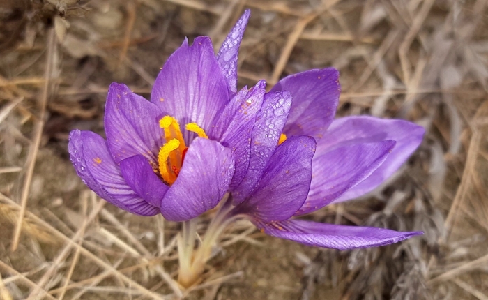 Крокус палласа