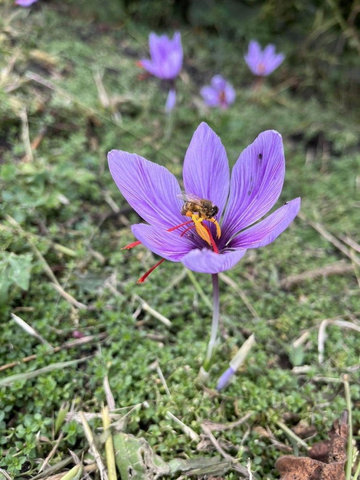 Крокус шафран