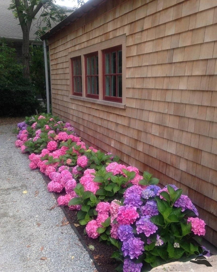 Клумбы с крупнолистными гортензиями