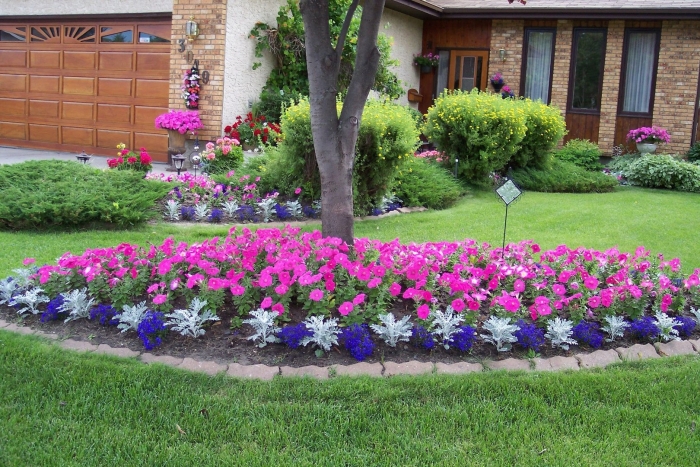 Рабатка с цинерарией