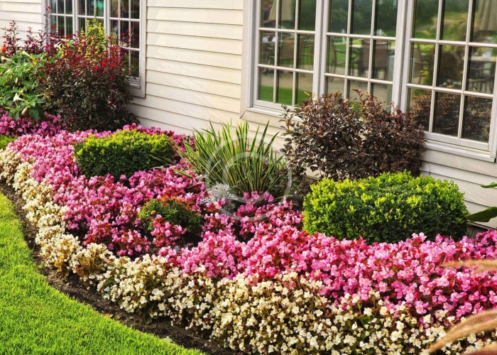 Рабатки миксбордеры