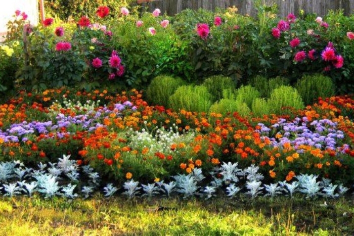 Неприхотливые цветы для клумбы