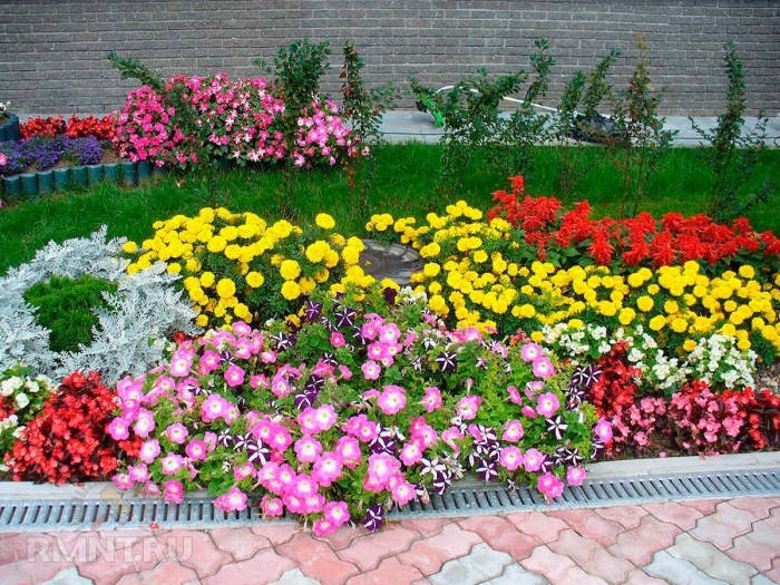 Клумба с однолетними цветами