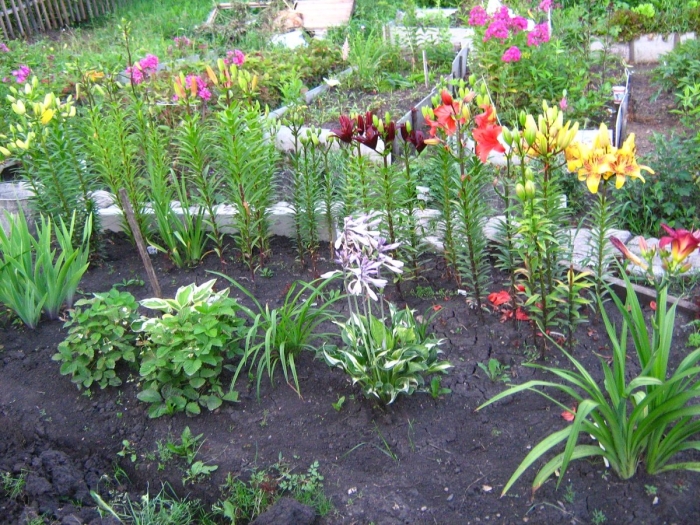 Цветник лилейник пион лилия хоста