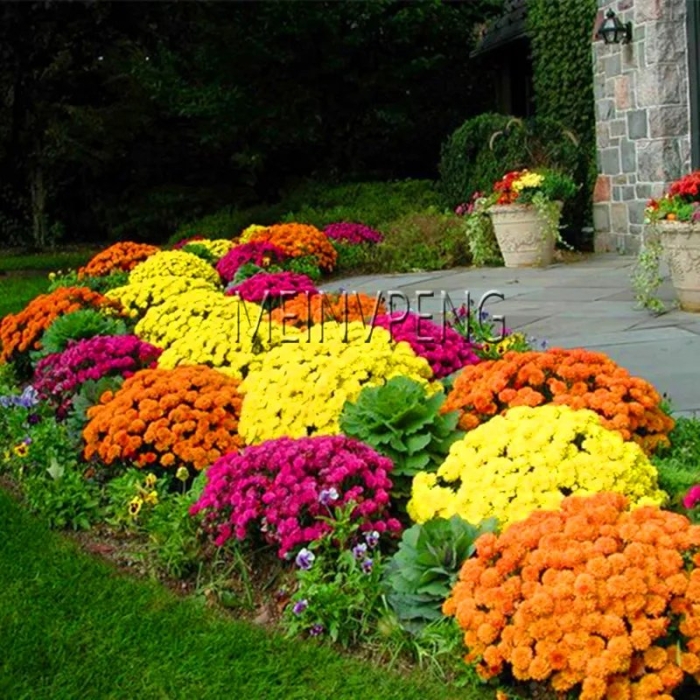 Хризантема мультифлора на клумбе