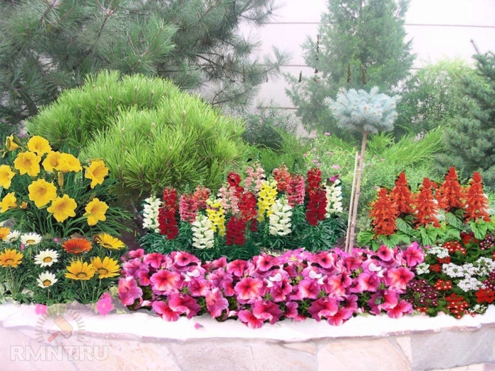 Львиный зев на клумбе