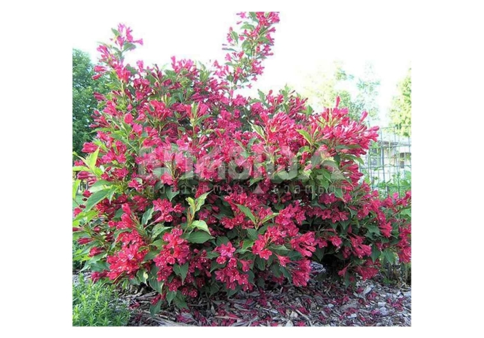 Вейгела ред принс