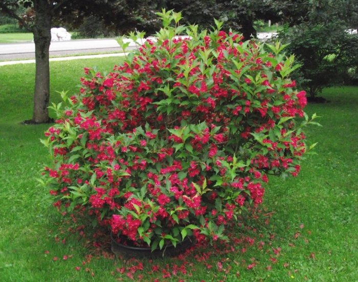 Кустарник вейгела