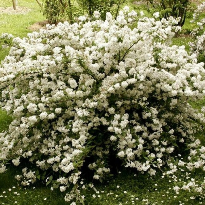 Дейция сноуфлейк