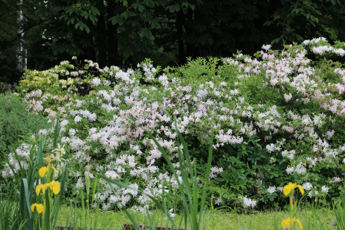 Рододендрон гибридный канингемс вайт
