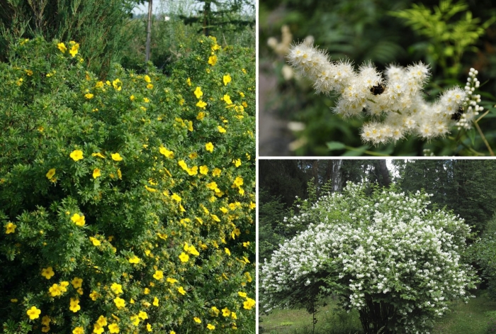 Лапчатка кустарниковая куст